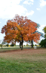Naklejka premium Fall Tree