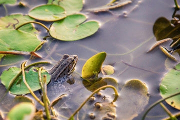 Frog on water lily