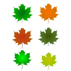 maple leaf-vector image