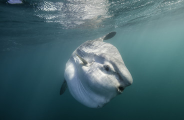Oceanic sun fish, or mola mola, swimming on the surface during the sardine run off the east coast of South Africa. - obrazy, fototapety, plakaty
