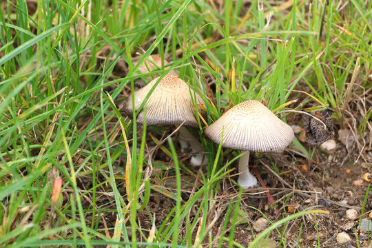 Unidentified mushroom in the vivid green grass