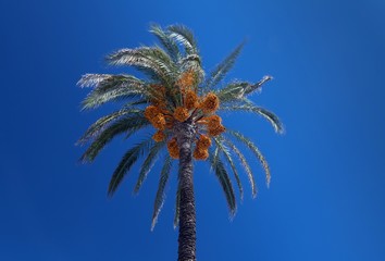 Obraz premium The Date palm, commonly known as date or Phoenix dactylifera, is a flowering plant species in the palm family, Arecaceae, cultivated for its edible sweet fruit
