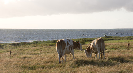 Grazing cowswith ocean background