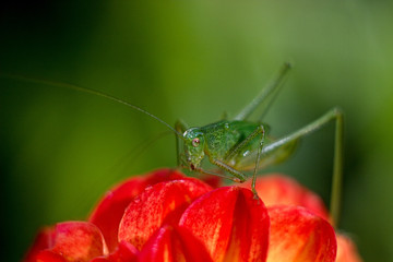 Green grasshopper on a flower