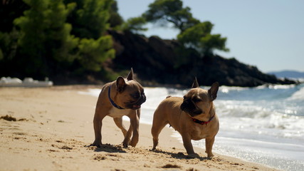 Two French bulldogs playing at the sea beach
