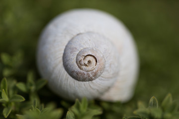 close view of white shell of Roman edible snail