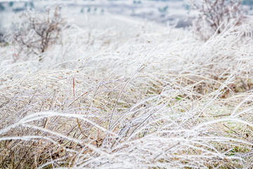 Icy grass in winter, stems of dry grass covered with ice