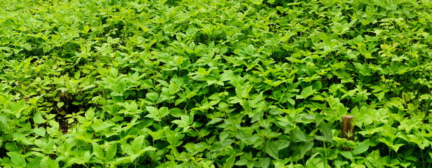 Fläche mit dicht wachsenden grünen Pflanzen
