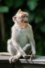 Young Macaque Calls Out