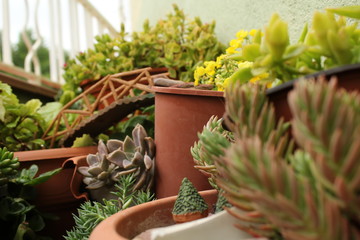 jardin