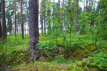 Obraz premium Summer Pine Forest