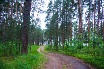 Winding dirt road through the forest