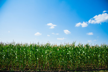 Green corn field
