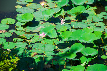 Lotus flower and Lotus flower plants