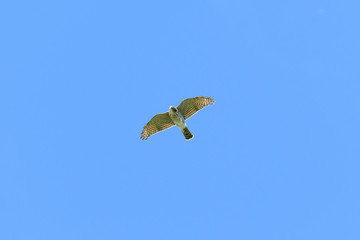 ツミ幼鳥(Japanese sparrowhawk)