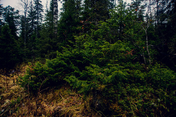 Path in the mist-covered mountain forest (Cyprus, Troodos)
