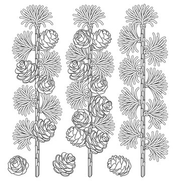 Set of black and white images of larch branches and cones. Isolated vector objects on white background.