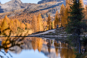 Reflections. High mountain larch in autumn dress. Lake Federa, Dolomites