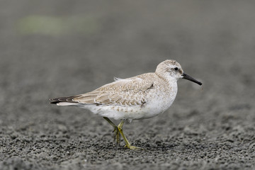 コオバシギ幼鳥(red knot)