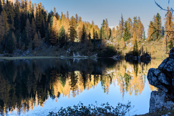 Reflections. High mountain larch in autumn dress. Lake Federa, Dolomites