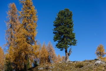 Fototapeta premium High mountain larch in autumn dress