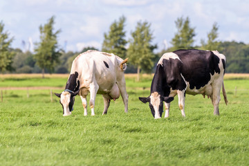 Two dutch cows grazing in a field