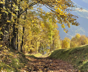 footpath covered with  leaf