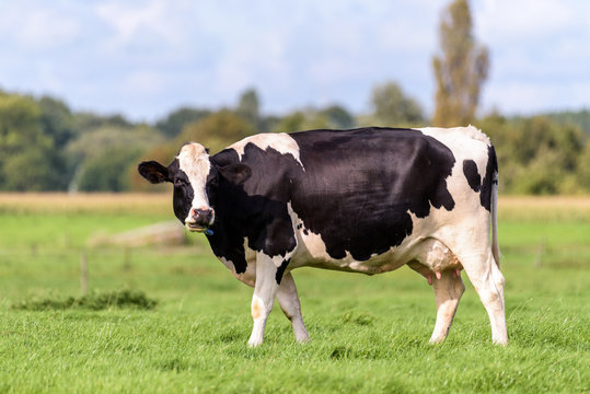 A dutch cow is standing in a field