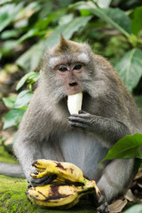 Adult Macaque Eats Small, Chubby Bananas