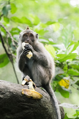 Young Macaque Eats Small, Chubby Bananas on Stone