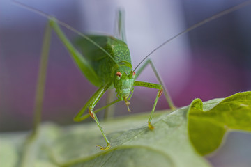Green grasshopper on a flower