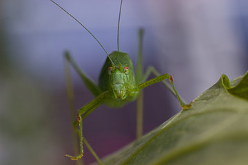 Green grasshopper on a flower