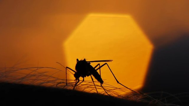 Mosquito blood sucking on human skin on sun background