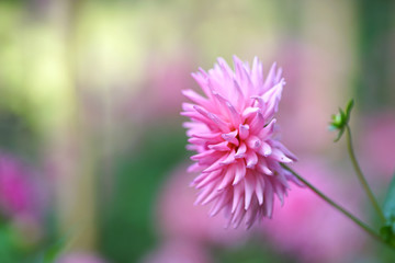 bunte Blumenwiese im Herbst