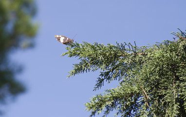 Papillon