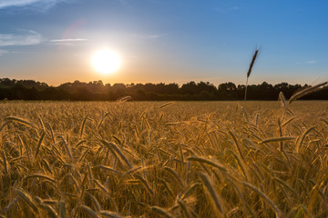 Naklejka premium Sonnenuntergang über einem Getreidefeld