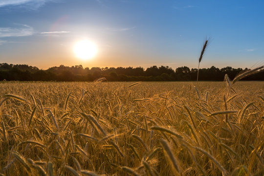 Sonnenuntergang &uuml;ber einem Getreidefeld
