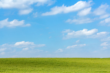 Reine Natur: strahlend blauer Himmel über grünem Feld