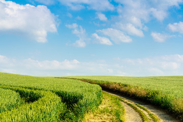 Ein heller Weg trennt zwei grüne Felder, die am Horizont aufeinander zulaufen
