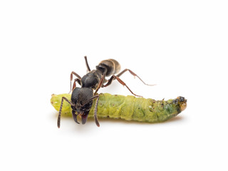 Extreme close-up image of Pachycondyla rufipes worker ant killing and transporting dead green worm on white background
