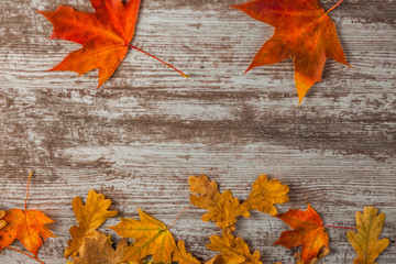 Obraz premium Yellow red Oak maple Autumn Leaves. On wooden background. Texture