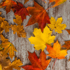 Yellow red Oak maple Autumn Leaves. On wooden background. Texture
