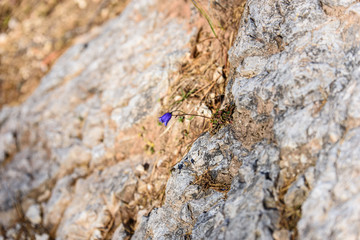 High mountain flower