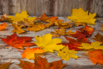 Yellow red Oak maple Autumn Leaves. On wooden background. Texture
