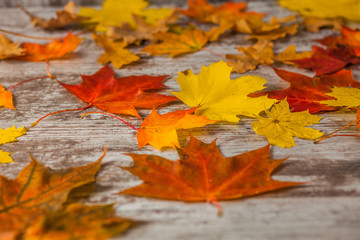 Yellow red Oak maple Autumn Leaves. On wooden background. Texture
