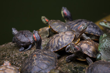 Turtles sitting on a pond shore catching sun