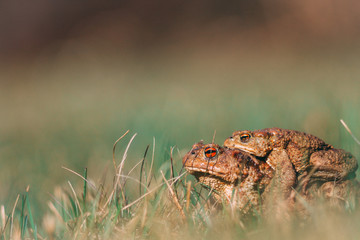 Two toads meeting spring in mating