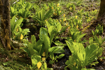 a picture of an Pacific Northwest wetlands and skunk cabbage plants