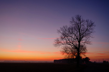 Obraz na płótnie Canvas Baum im Sonnenuntergang