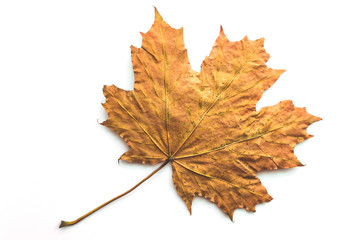 Yellow maple leaf on an isolated white background